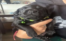 Mixed Breed dogs for sale: Adorable Lab/Spaniel/Collie Mix Puppies for Sale - Image 8