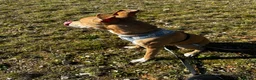 Mixed Breed dogs for sale: Rehome 11 month old greyhound x staffy  - Advert 4