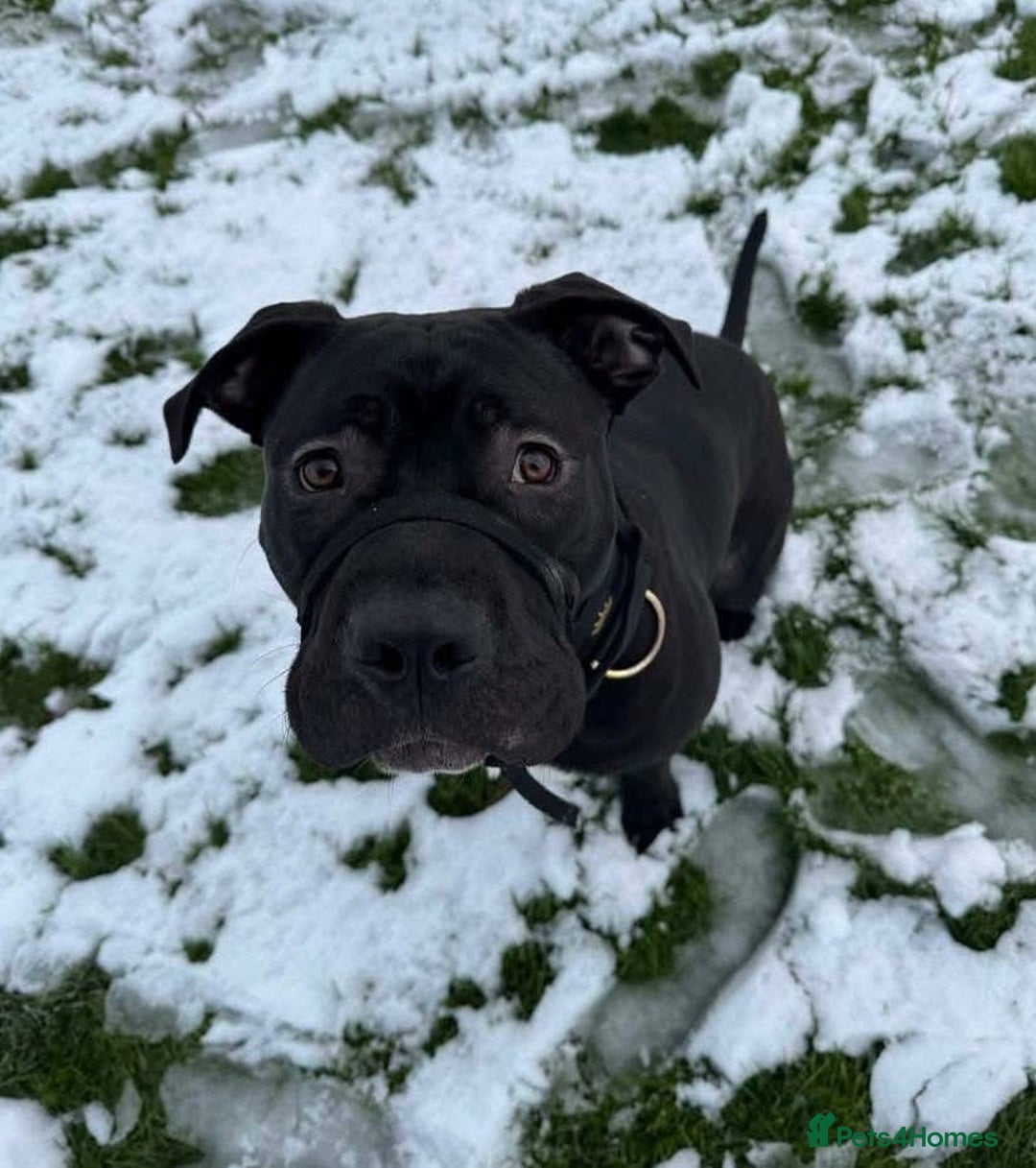 Mixed Breed dogs for sale: Harley the American Staffy x Cane Corso - Advert 2