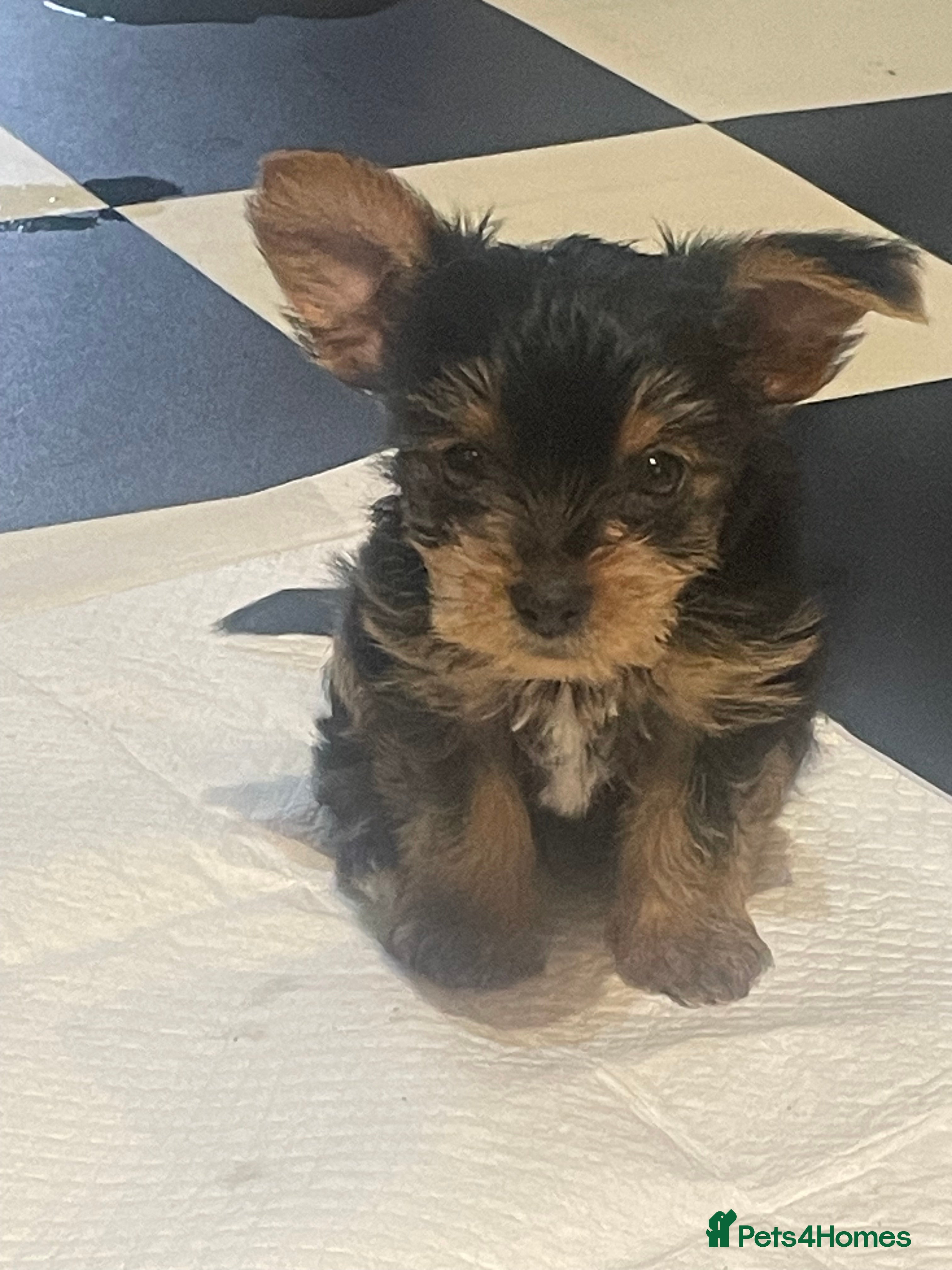 Yorkshire Terrier dogs Yorkshire Terrier puppies 🐶  - Advert 1