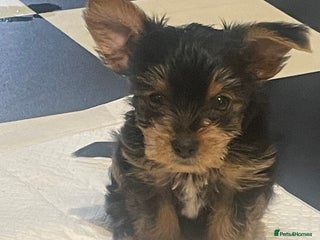 Yorkshire Terrier dogs Yorkshire Terrier puppies 🐶 - Advert 1