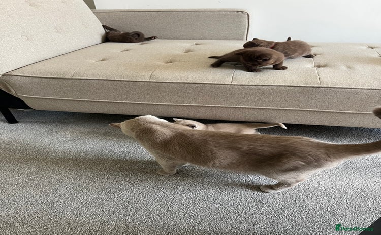 British Shorthair cats - Advert 11