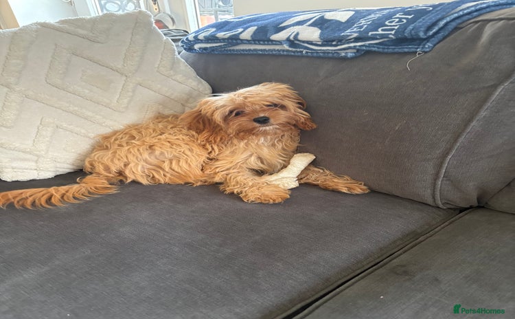 Cavapoo dogs - Advert 1