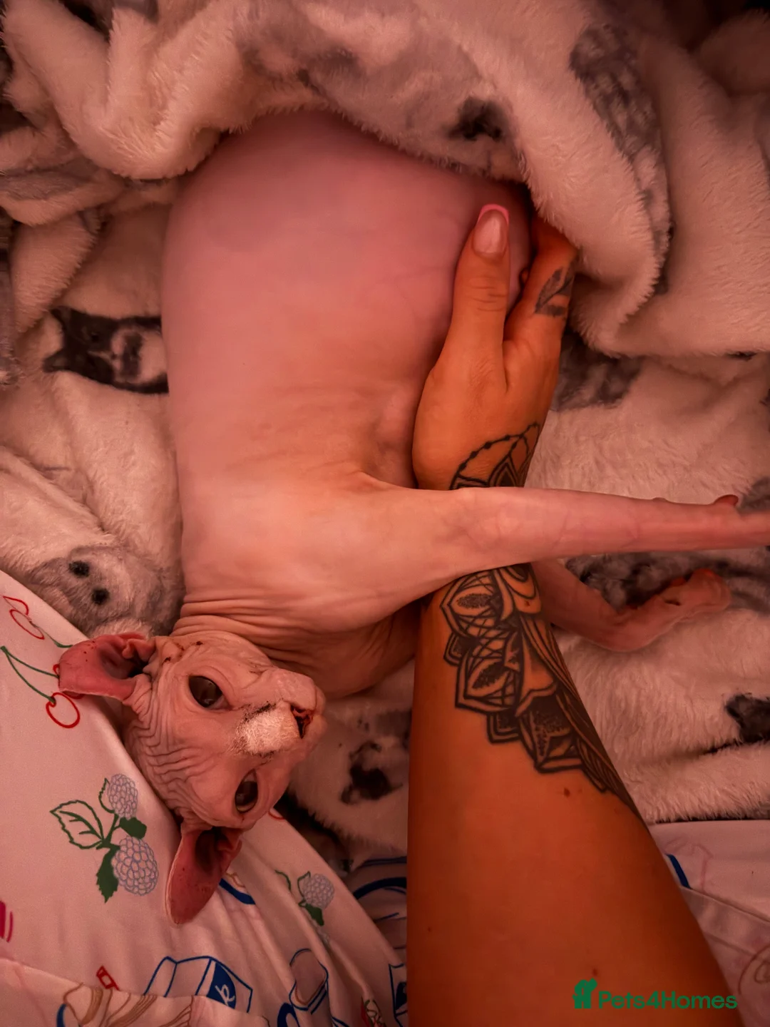 Sphynx cats for sale: Elf Sphynx kittenss - Advert 2