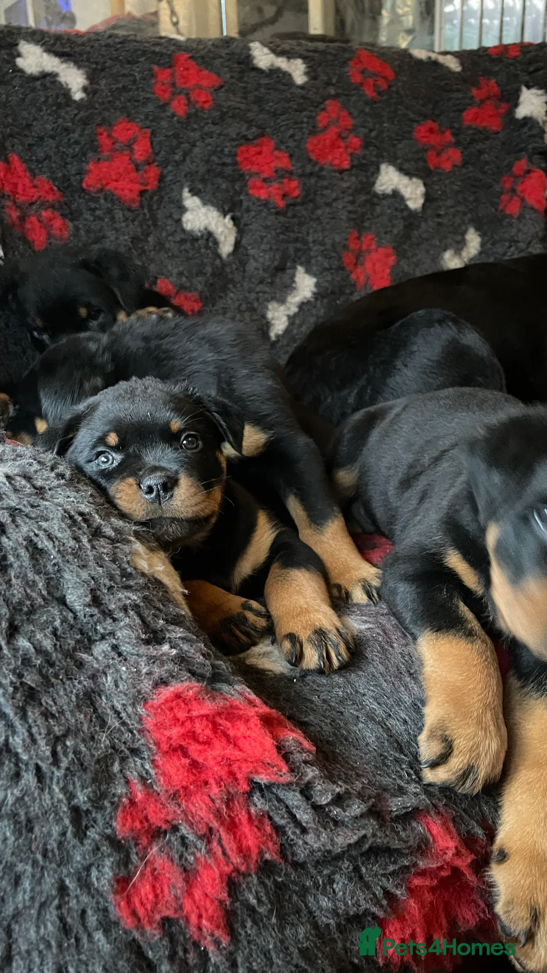 Rottweiler dogs for sale: Champion-Bred Rottweiler Puppies for Loving Homes - Advert 7