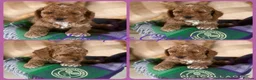 Cavapoo dogs for sale: Superior yankiedoodle American Cockerpoos🇺🇸f1b - Advert 5