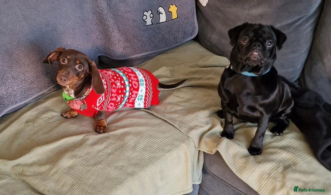 Miniature Dachshund dogs for sale: Miniature dachshund for sale - Advert 2