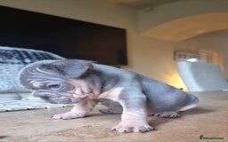 French Bulldog dogs for sale: Beautiful French bulldogs - Image 9