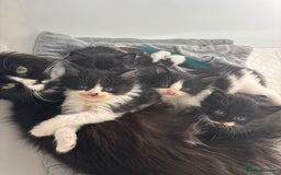 Ragdoll cats for sale: 3 beautiful ragdoll kittens available  - Image 12