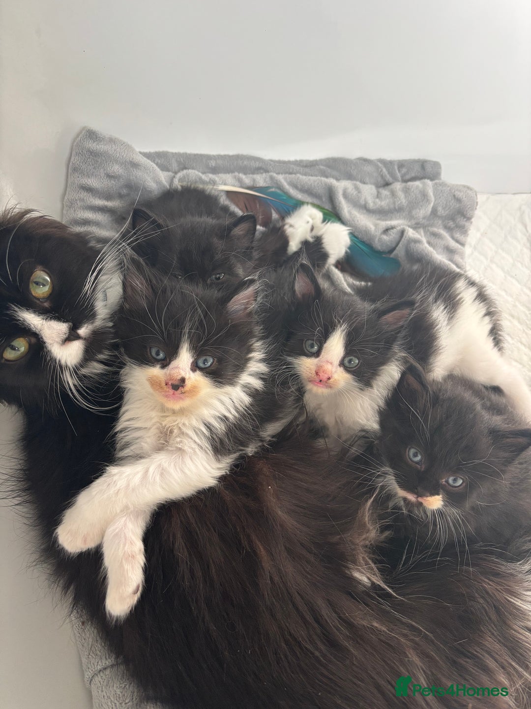 Ragdoll cats for sale: 3 beautiful ragdoll kittens available  - Image 12