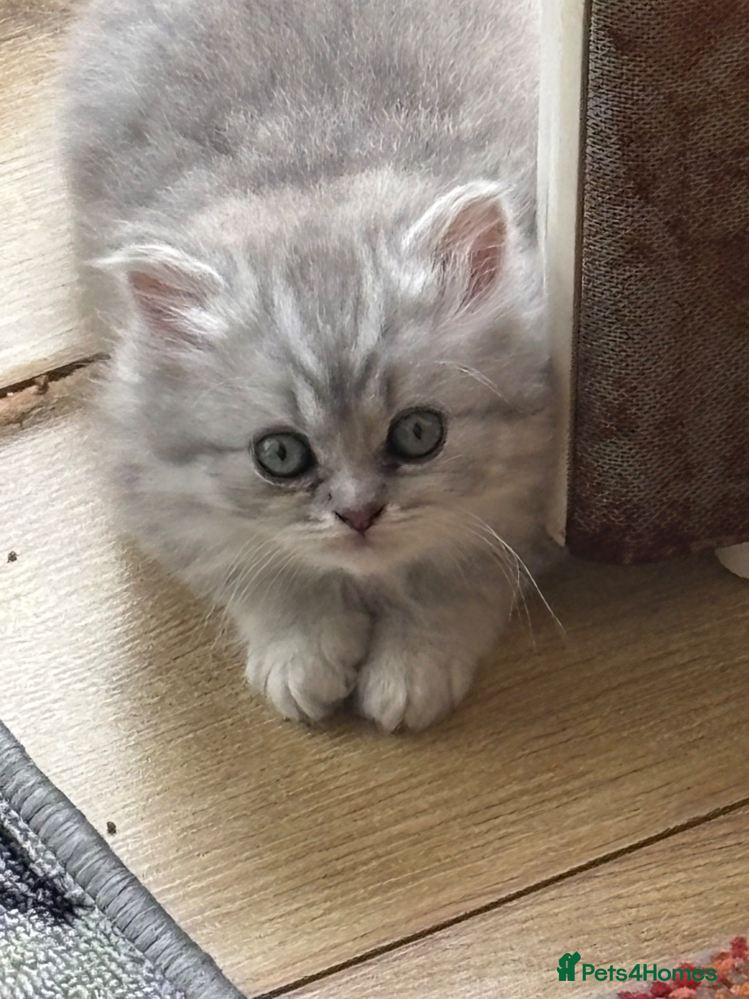 British Longhair cats Stunning white and grey BLH. Wonderful & friendly - Advert 12