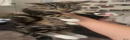 American Shorthair cats for sale: Kitten american shorthair black and brown in Nottingham - Advert 4