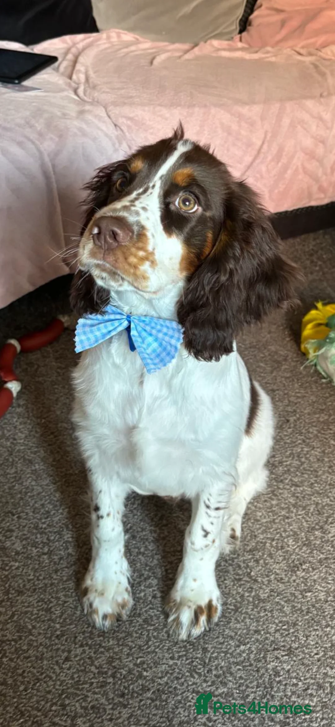 Cocker Spaniel dogs for sale: 8 month old Trained Spaniel  - Advert 5