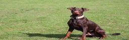 Dobermann dogs for sale: Denzel the male dobe - Advert 1