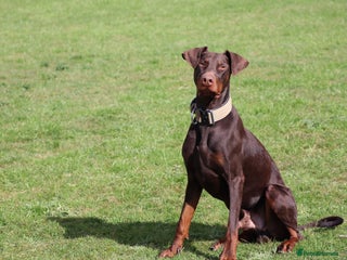 Dobermann dogs Denzel the male dobe - Advert 4