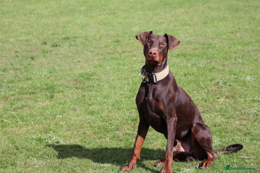 Dobermann dogs for sale: Denzel the male dobe - Advert 1