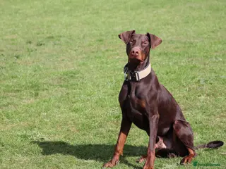 Dobermann dogs Denzel the male dobe - Advert 6