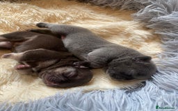 French Bulldog dogs for sale: KC French Bulldog girls puppies pure blue - Image 1