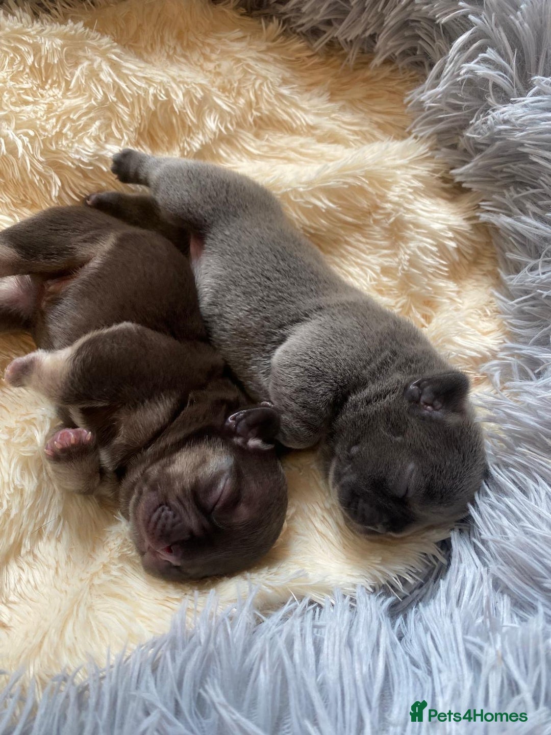 French Bulldog dogs for sale: KC French Bulldog girls puppies pure blue - Image 1