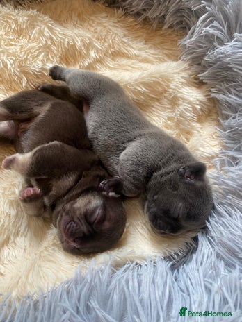 French Bulldog dogs - Advert 1