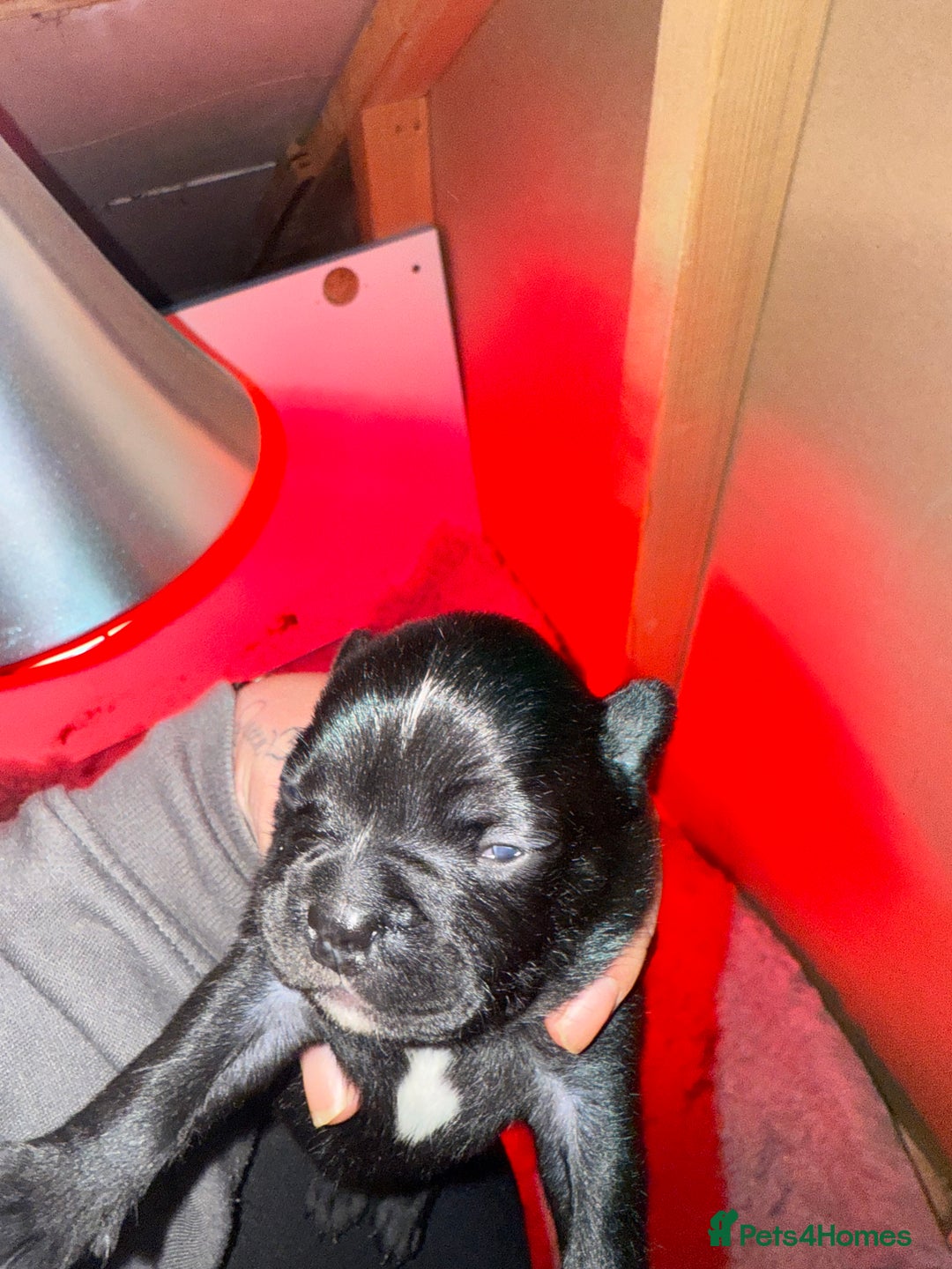 Mixed Breed dogs for sale: French bulldog x Staff  - Advert 3