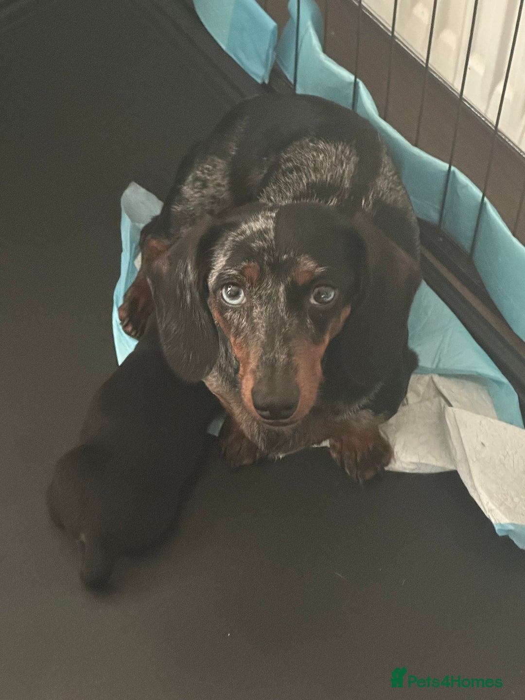 Miniature Dachshund dogs for sale: Adorable Black and Tan boy miniature dachshund - Image 6