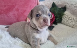 Chihuahua dogs for sale: Stunning litter of Kc reg Chihuahuas - Image 5