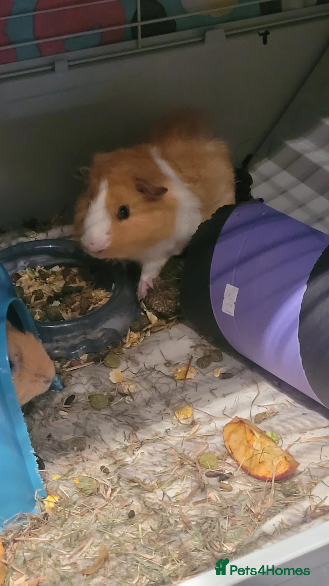 Guinea Pig rodents for sale: 2 Male Texel Guinea Pig - Advert 3