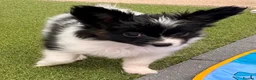Papillon dogs for sale: Stunning, KC registered Papillon Puppies - Advert 13