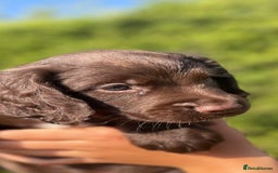 Sprocker dogs for sale: Adorable sprockers  - Image 13