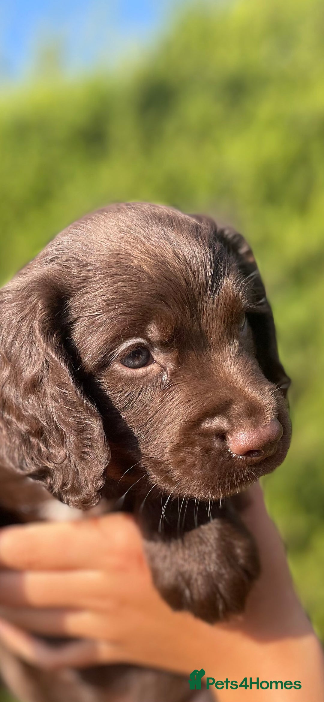 Sprocker dogs for sale: Adorable sprockers  - Image 13