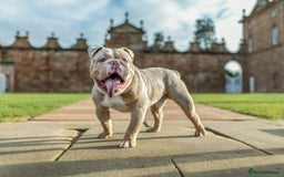 English Bulldog dogs for sale: Male Lilic Meril Englosh Bulldog - Image 2