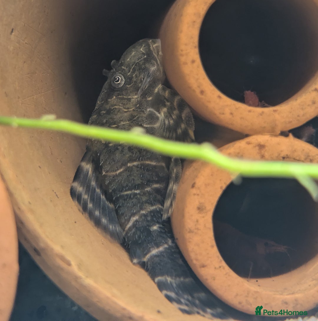 Plecos fish for sale: Cracked Zebra Plecos, Clown Plecos and More  - Advert 5