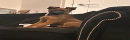 Belgian Shepherd Dog dogs for sale: Belgium malinois  in Saint Helens - Advert 11