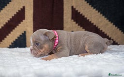 English Bulldog dogs for sale: For sale: 7 English Bulldog Puppies - Image 12