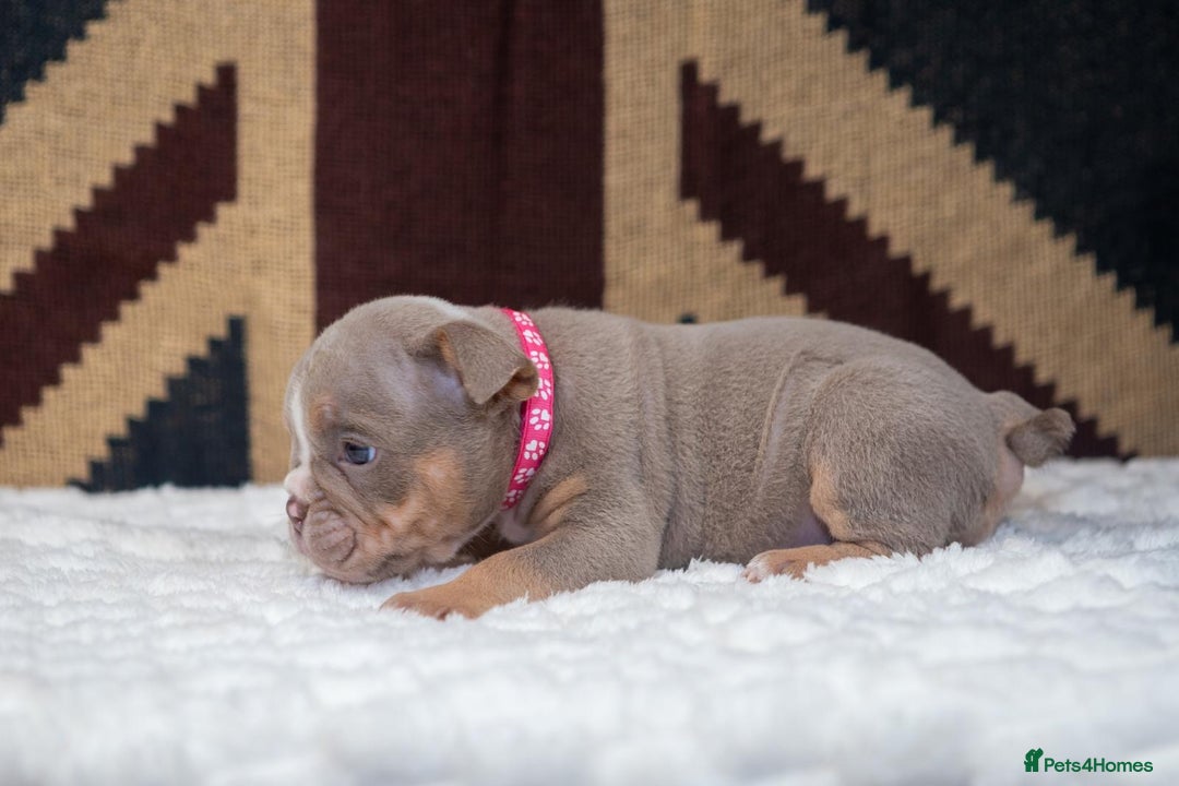 English Bulldog dogs for sale: For sale: 7 English Bulldog Puppies - Image 12