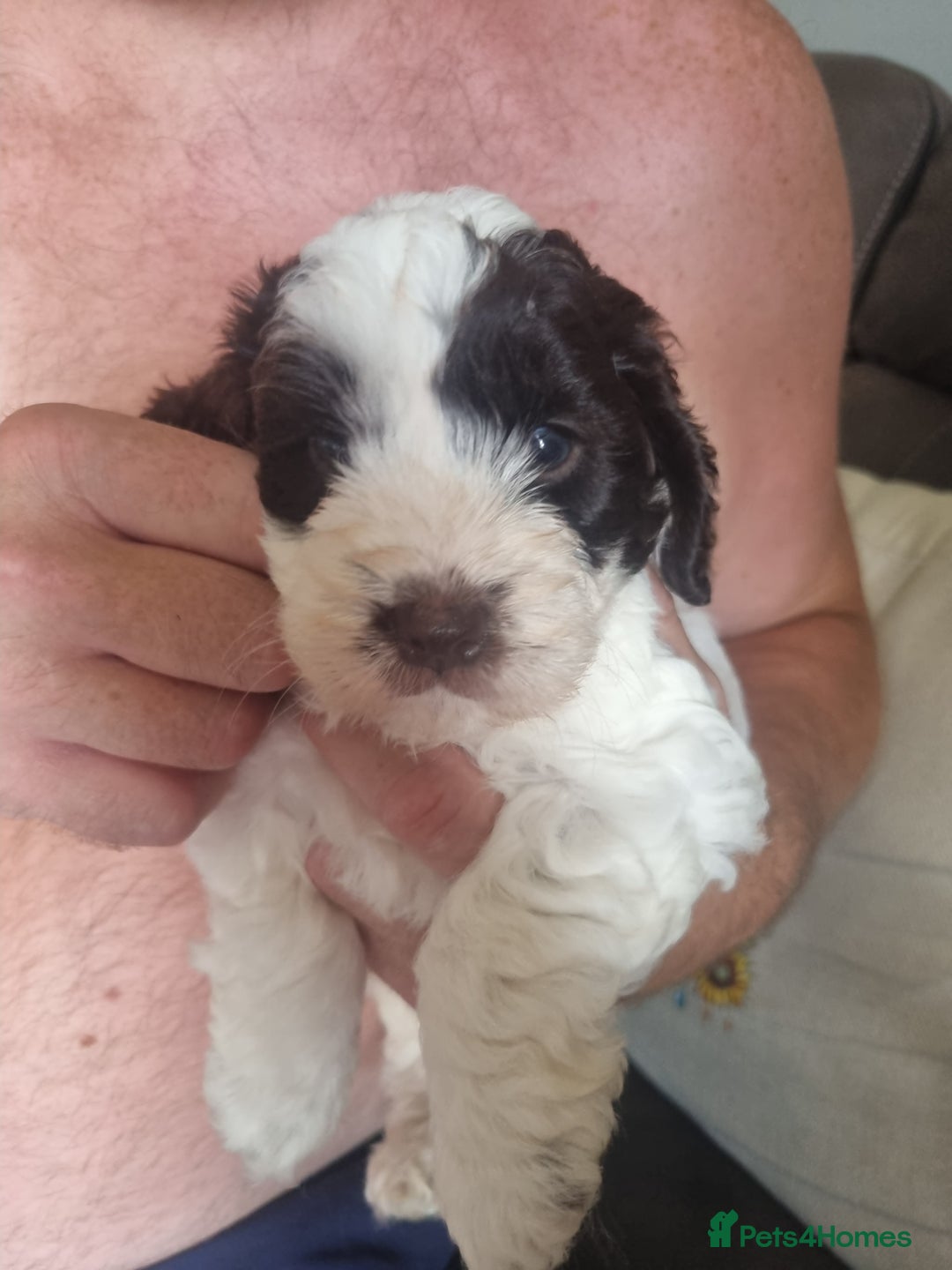 Cockapoo dogs for sale: Beautiful cockapoo boy  in Rotherham - Image 7
