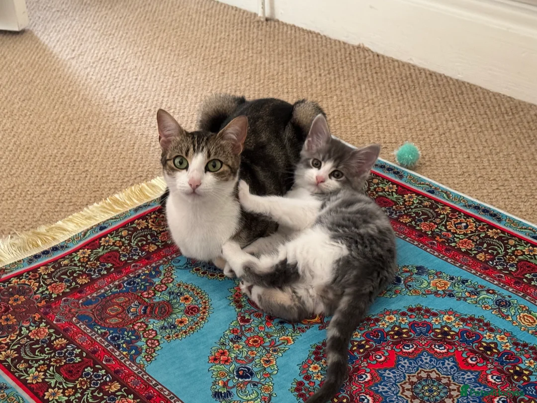 Mixed Breed cats for sale: Beautiful Bengal Cross seeking a loving new home - Advert 4