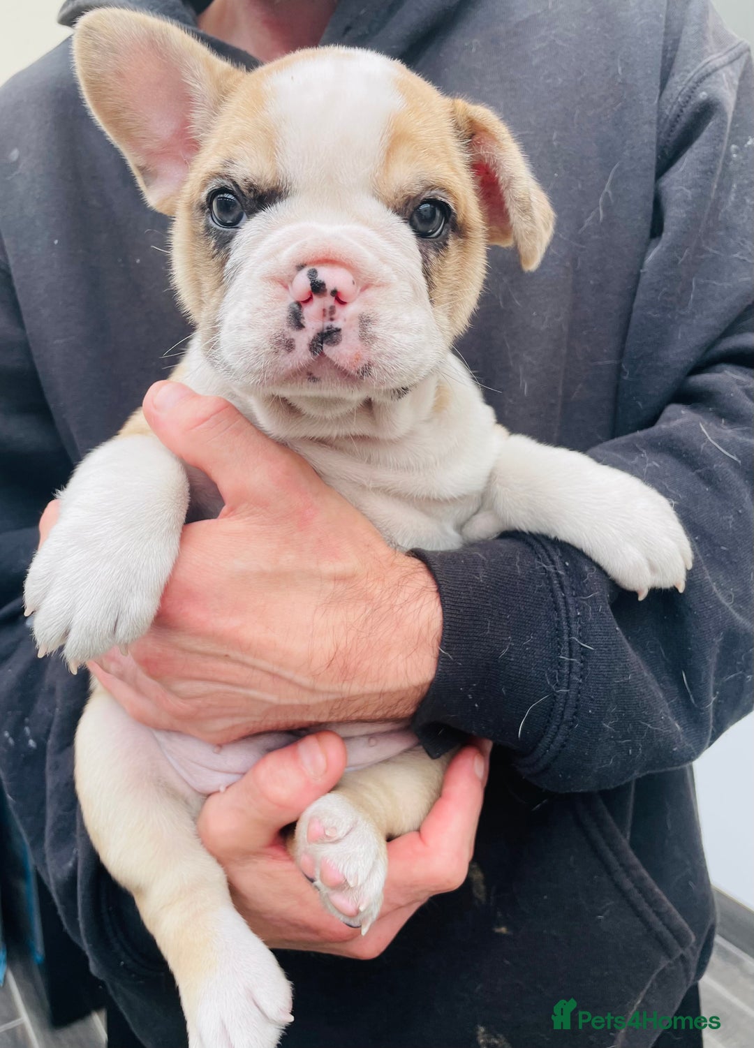 French Bulldog dogs for sale: Pedigree home bred French Bulldogs, Kc registered - Image 6