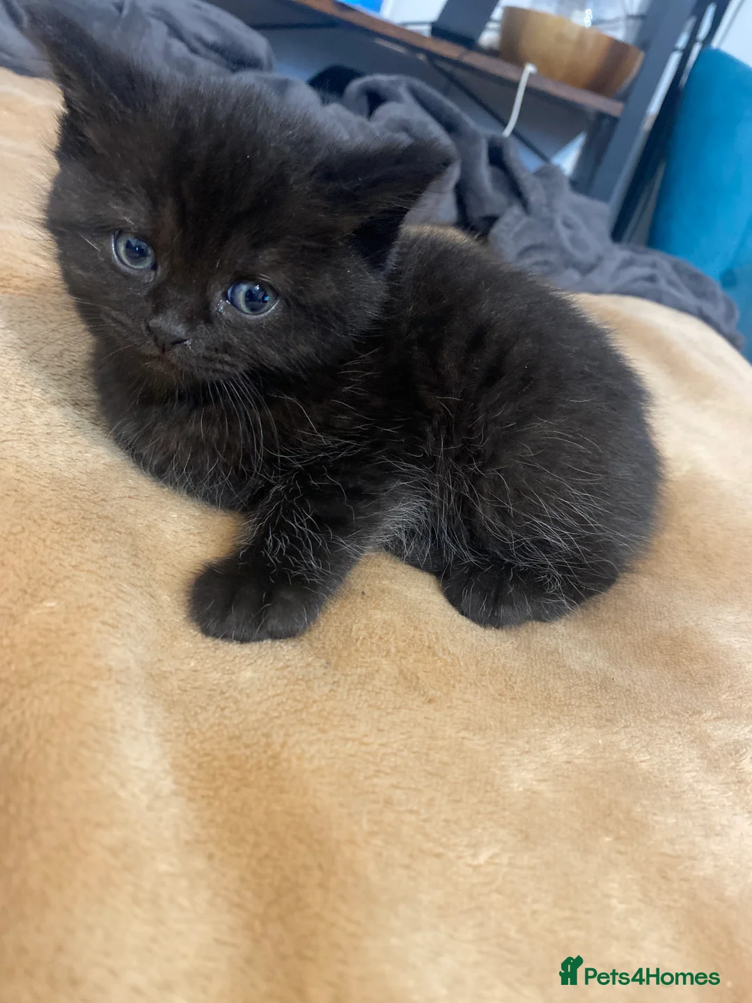 Mixed Breed cats for sale: Half british shorthair kittens - new home  - Advert 2