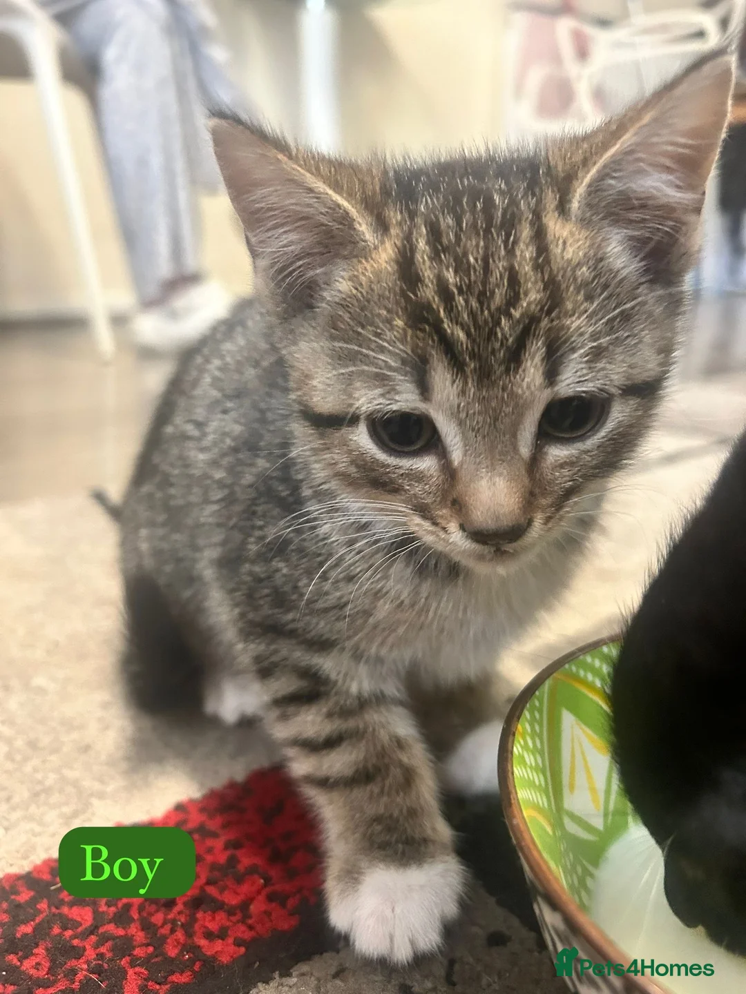 Mixed Breed cats for sale: Male Kittens Ready for Loving Homes  - Advert 2