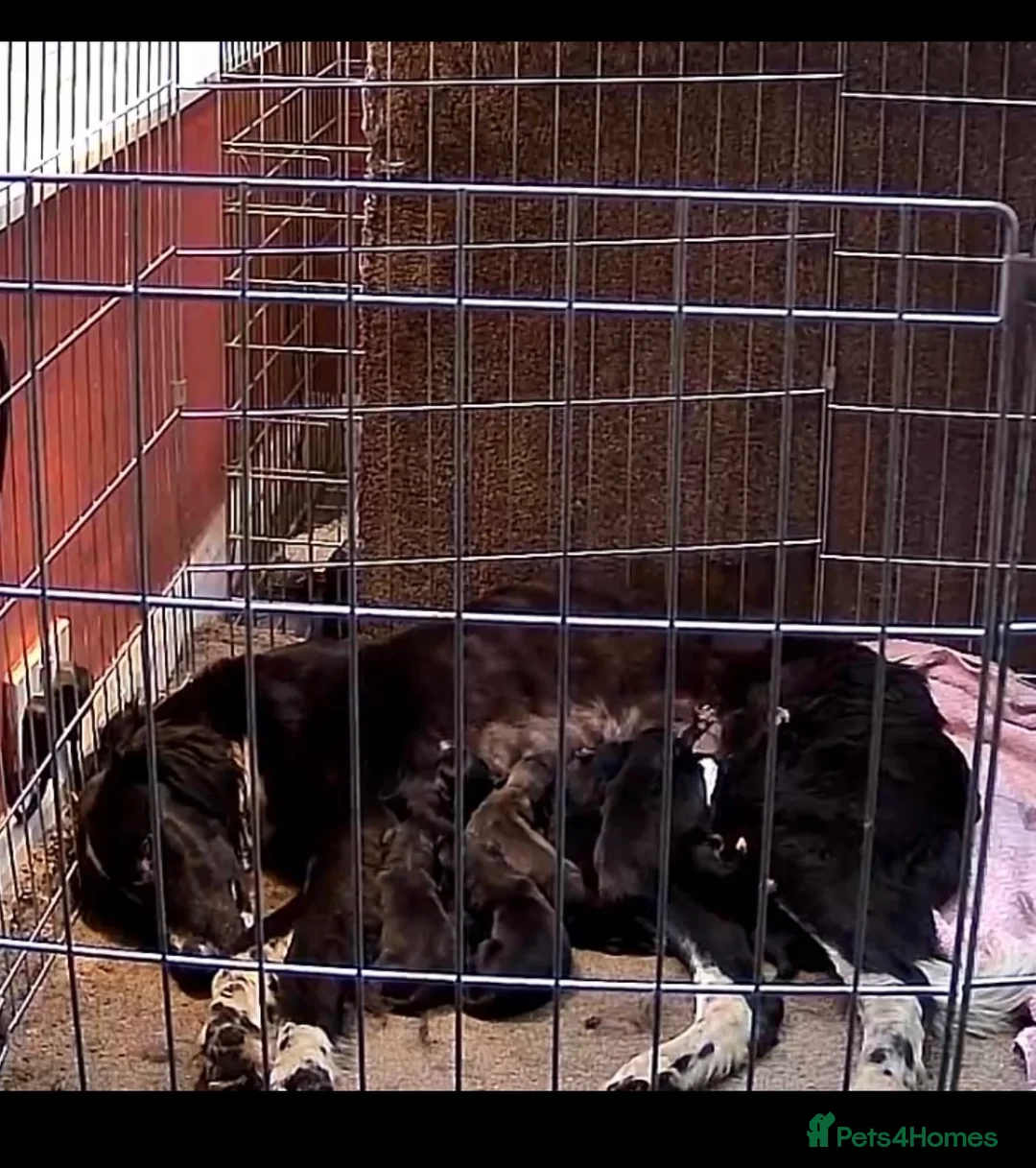 Lurcher dogs for sale: Lurcher puppies for sale  - Advert 12