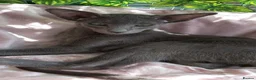 Oriental cats for sale: FULL Pedigree Oriental XL size ears GCCF - Advert 10