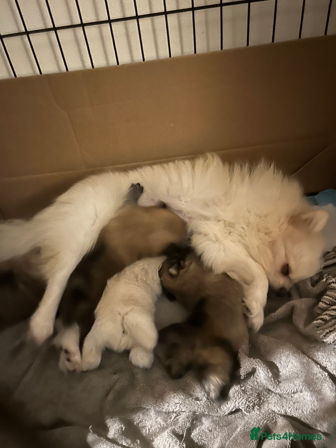 Pomeranian dogs for sale: Ready now***tiny teddy faced Pomeranian baby’s.  - Advert 3