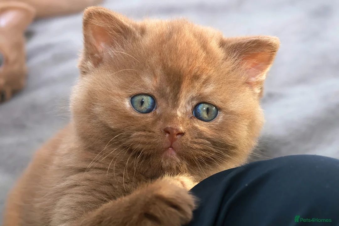 British Shorthair cats for sale: Cinnamon, Lilac & Ginger TICA Reg - Advert 18