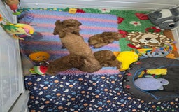 Toy Poodle dogs for sale: Kc reg deep red toy poodle council licensed  - Image 9