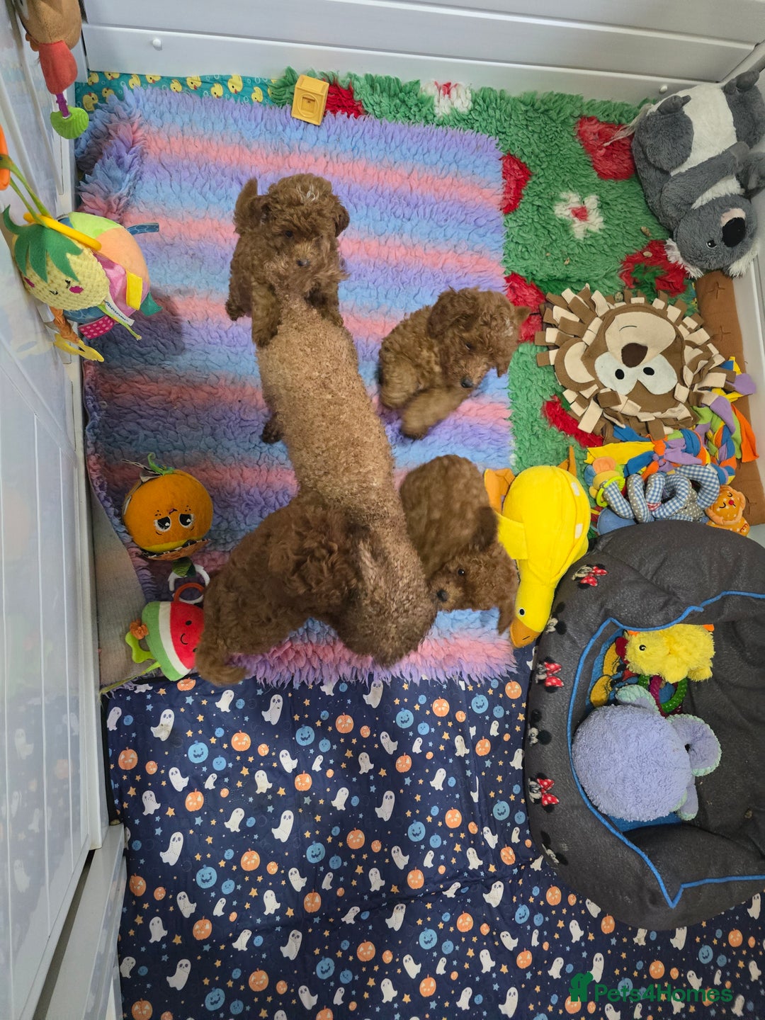 Toy Poodle dogs for sale: Kc reg deep red toy poodle council licensed  - Image 9