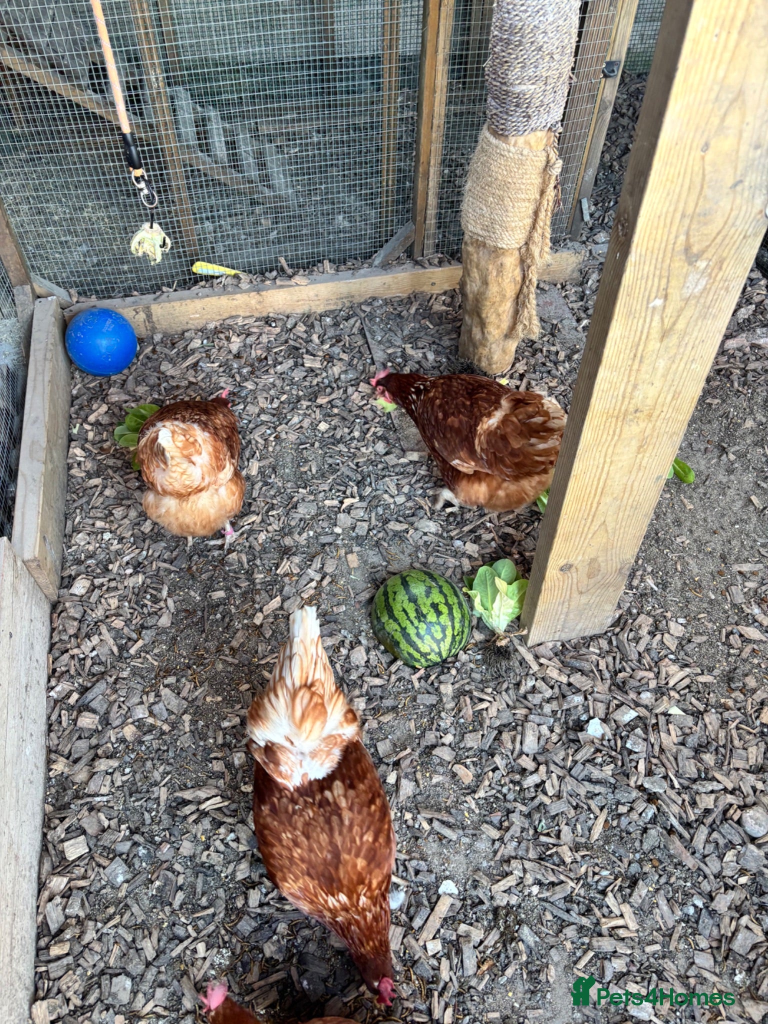 Hens poultry 5 Laying Hens For Sale. - Advert 2