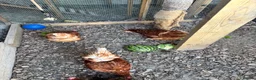 Hens poultry for sale: 5 Laying Hens For Sale. - Advert 2