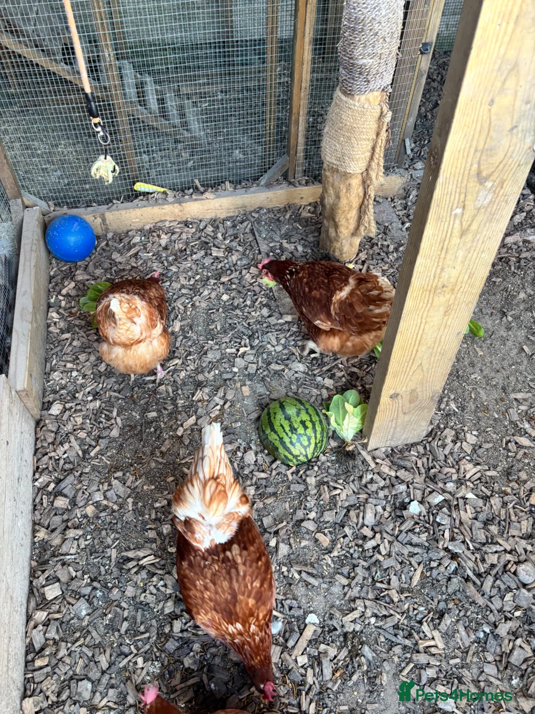 Hens poultry for sale: 5 Laying Hens For Sale. - Advert 2